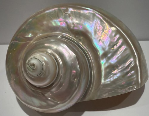 Turbo marmoratus sea shell - sea,