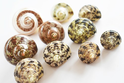 Changing shell deluxe set - 10,