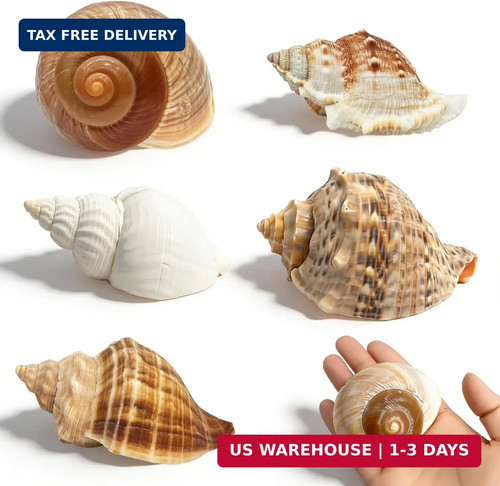 5pcs large hermit - 5pcs, crab