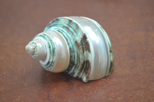 Green banded petholatus jade - green,