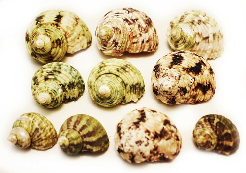 Hermie changing shell - changing, set