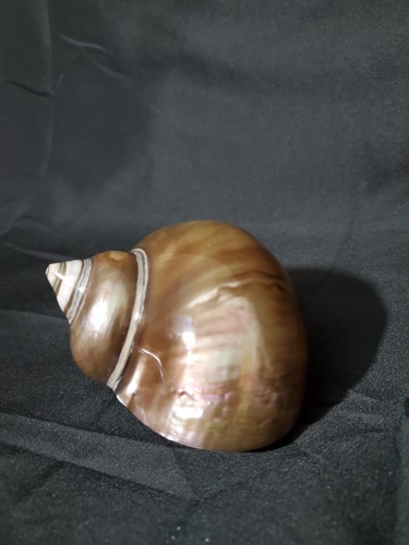 Turbo shell - turbo,
