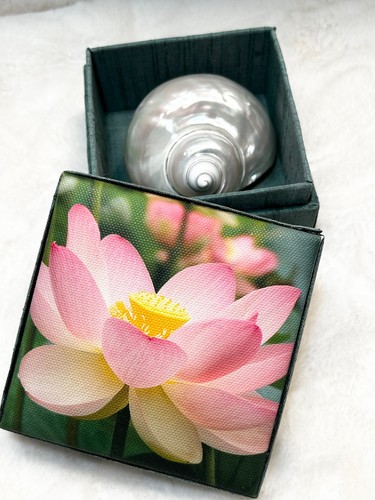 Pearlized jade turbo seashell - pearlized,