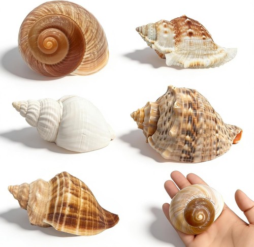 5pcs large hermit - hermit, crab