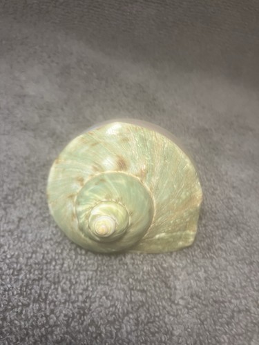 Large green turban shell - turban, turbo