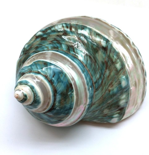 Banded jade turbo - jade, sea