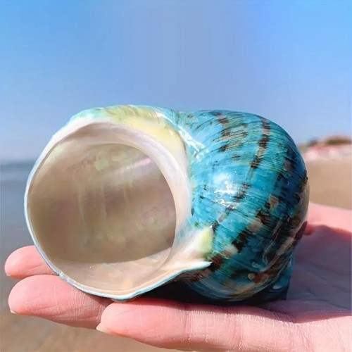 Large natural conch seashell - large,