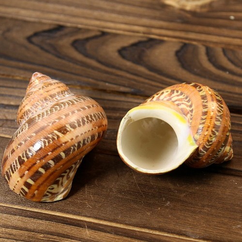 2pc natural snail seashell - 2pc,